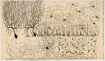 Neuropsicología: la Calidad de Vida